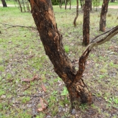 Eucalyptus polyanthemos at Fisher, ACT - 29 Sep 2021