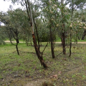 Eucalyptus polyanthemos at Fisher, ACT - 29 Sep 2021