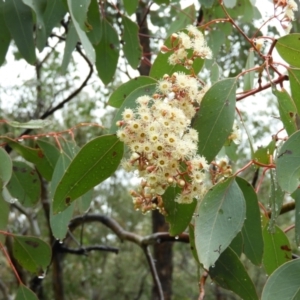 Eucalyptus polyanthemos at Fisher, ACT - 29 Sep 2021 03:33 PM