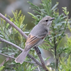 Pachycephala pectoralis (Golden Whistler) at Jacka, ACT - 1 Oct 2021 by jbromilow50