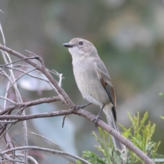 Pachycephala pectoralis at Jacka, ACT - 1 Oct 2021