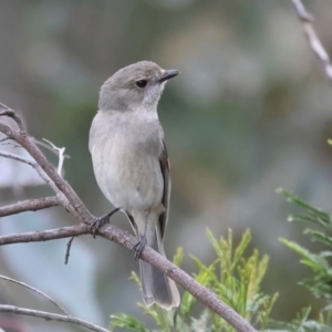 Pachycephala pectoralis at Jacka, ACT - 1 Oct 2021