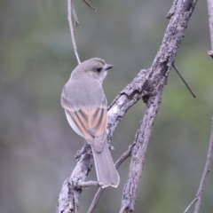 Pachycephala pectoralis at Jacka, ACT - 1 Oct 2021