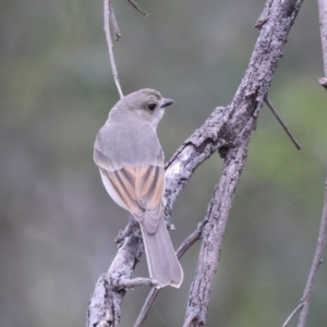 Pachycephala pectoralis at Jacka, ACT - 1 Oct 2021 11:52 AM