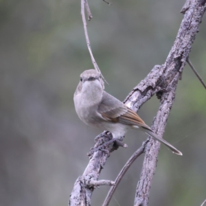 Pachycephala pectoralis at Jacka, ACT - 1 Oct 2021 11:52 AM