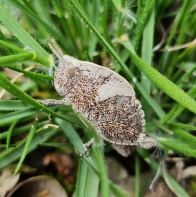 Goniaea australasiae (Gumleaf grasshopper) at Cotter Reserve - 2 Oct 2021 by RobG1