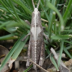 Goniaea australasiae at Coree, ACT - 2 Oct 2021