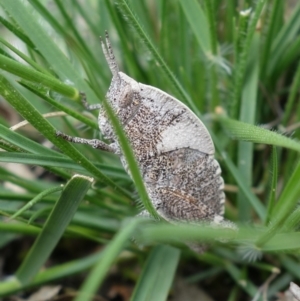 Goniaea australasiae at Coree, ACT - 2 Oct 2021