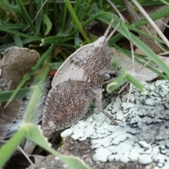 Goniaea australasiae at Coree, ACT - 2 Oct 2021