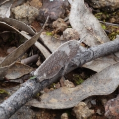 Goniaea australasiae at Coree, ACT - 2 Oct 2021