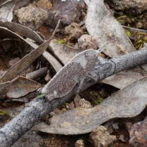 Goniaea australasiae at Coree, ACT - 2 Oct 2021