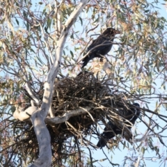 Corvus coronoides (Australian Raven) at Mount Ainslie - 30 Sep 2021 by jb2602