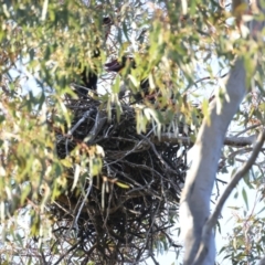 Corvus coronoides at Ainslie, ACT - 30 Sep 2021