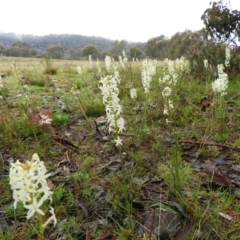 Stackhousia monogyna (Creamy Candles) at Kambah, ACT - 29 Sep 2021 by MatthewFrawley