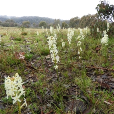 Stackhousia monogyna (Creamy Candles) at Mount Taylor - 29 Sep 2021 by MatthewFrawley