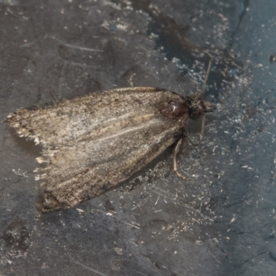 Tortricinae (subfamily) (A tortrix moth) at Higgins, ACT - 1 Oct 2021 by AlisonMilton