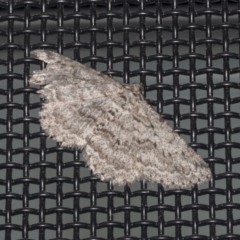 Psilosticha absorpta (Fine-waved Bark Moth) at Higgins, ACT - 1 Oct 2021 by AlisonMilton