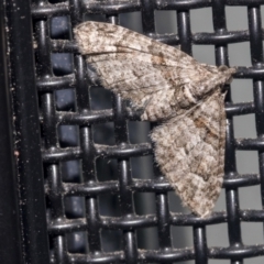 Phrissogonus laticostata (Apple looper moth) at Higgins, ACT - 1 Oct 2021 by AlisonMilton