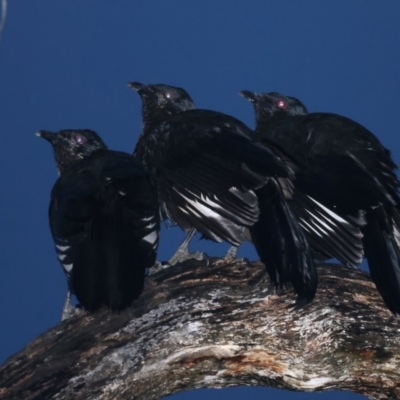 Corcorax melanorhamphos (White-winged Chough) at Ainslie, ACT - 29 Sep 2021 by jb2602