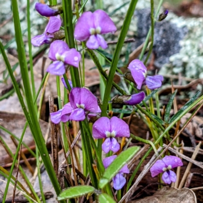 Glycine clandestina (Twining Glycine) at McQuoids Hill - 2 Oct 2021 by HelenCross