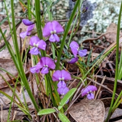 Glycine clandestina at Tuggeranong DC, ACT - 2 Oct 2021