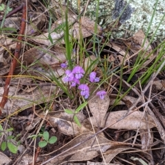 Glycine clandestina at Tuggeranong DC, ACT - 2 Oct 2021