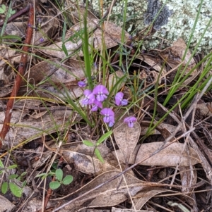 Glycine clandestina at Tuggeranong DC, ACT - 2 Oct 2021