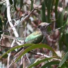 Chrysococcyx lucidus (Shining Bronze-Cuckoo) at Goorooyarroo NR (ACT) - 1 Oct 2021 by jbromilow50