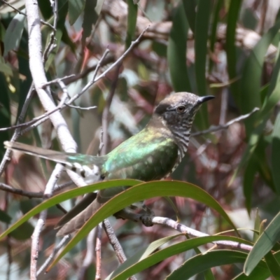 Chrysococcyx lucidus (Shining Bronze-Cuckoo) at Goorooyarroo NR (ACT) - 1 Oct 2021 by jb2602