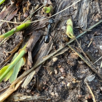 Rhytidoponera aciculata species group at Murrumbateman, NSW - 2 Oct 2021 by SimoneC