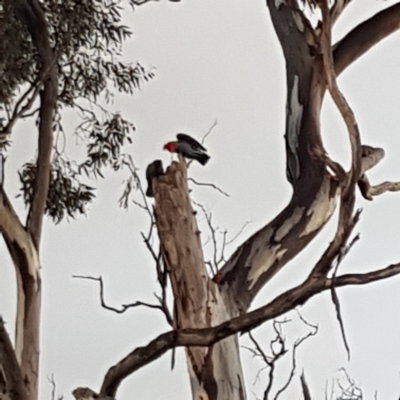 Callocephalon fimbriatum (Gang-gang Cockatoo) at FMC500: Bragg St Swales - 2 Oct 2021 by mareehill