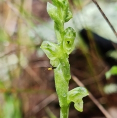 Hymenochilus cycnocephalus (Swan greenhood) at Coree, ACT - 2 Oct 2021 by RobG1