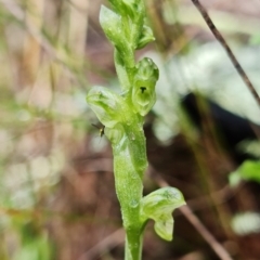 Hymenochilus cycnocephalus at Coree, ACT - 2 Oct 2021