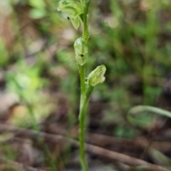 Hymenochilus cycnocephalus at Coree, ACT - suppressed