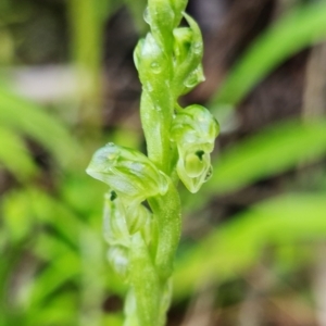 Hymenochilus cycnocephalus at Coree, ACT - suppressed