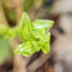 Hymenochilus cycnocephalus at Coree, ACT - 2 Oct 2021