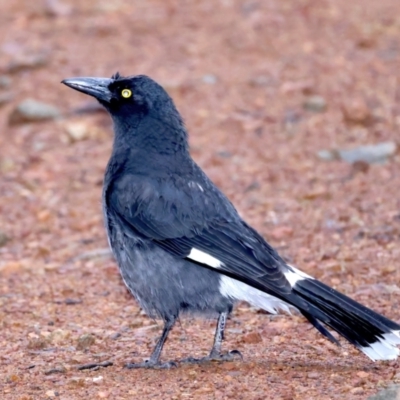 Strepera graculina (Pied Currawong) at Mount Ainslie - 29 Sep 2021 by jb2602