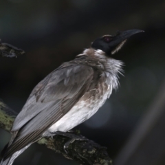 Philemon corniculatus (Noisy Friarbird) at Ainslie, ACT - 29 Sep 2021 by jb2602