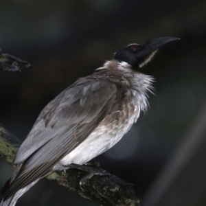 Philemon corniculatus at Ainslie, ACT - 29 Sep 2021 05:51 PM