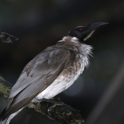Philemon corniculatus (Noisy Friarbird) at Mount Ainslie - 29 Sep 2021 by jb2602