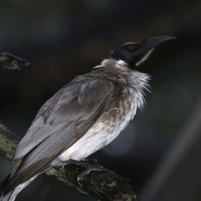 Philemon corniculatus (Noisy Friarbird) at Ainslie, ACT - 29 Sep 2021 by jb2602