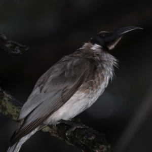 Philemon corniculatus at Ainslie, ACT - 29 Sep 2021 05:51 PM