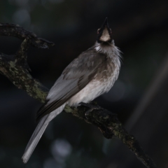 Philemon corniculatus at Ainslie, ACT - 29 Sep 2021 05:51 PM