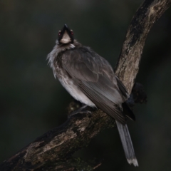 Philemon corniculatus at Ainslie, ACT - 29 Sep 2021 05:51 PM