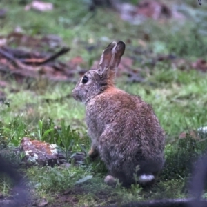 Oryctolagus cuniculus at Ainslie, ACT - 29 Sep 2021 05:11 PM