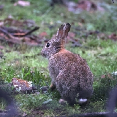 Oryctolagus cuniculus (European Rabbit) at Mount Ainslie - 29 Sep 2021 by jbromilow50