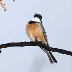 Pachycephala rufiventris (Rufous Whistler) at Mount Ainslie - 29 Sep 2021 by jbromilow50