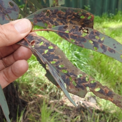 Unverified Insect at Kambah, ACT - 2 Oct 2021 by HelenCross