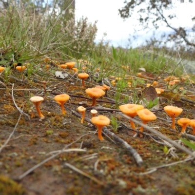 Omphalina s.l. at McQuoids Hill - 2 Oct 2021 by HelenCross