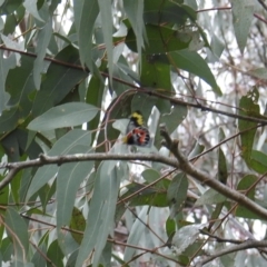 Delias harpalyce (Imperial Jezebel) at McQuoids Hill - 2 Oct 2021 by HelenCross